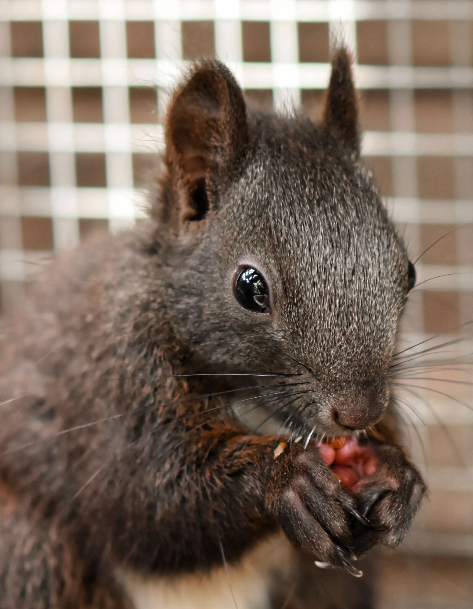 Nikon D7200 sample photo. Squirrel, food, young animal photography