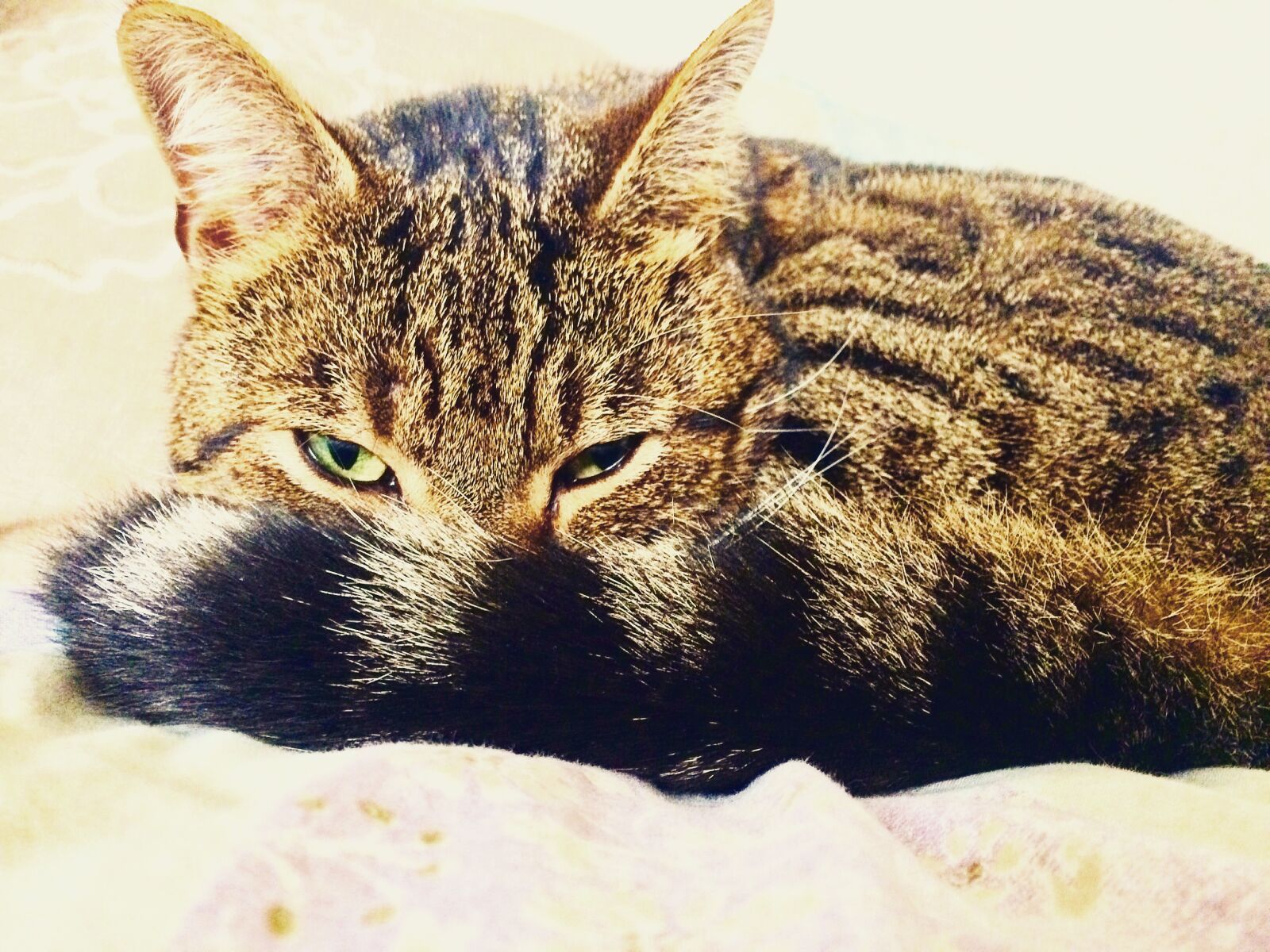 iPhone 5s back camera 4.15mm f/2.2 sample photo. Cat, face, cats, tabby photography