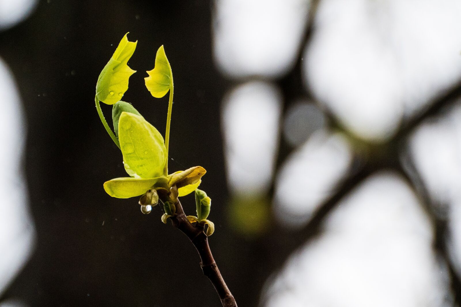 Panasonic Lumix DC-G9 sample photo. New life, spring, maple photography