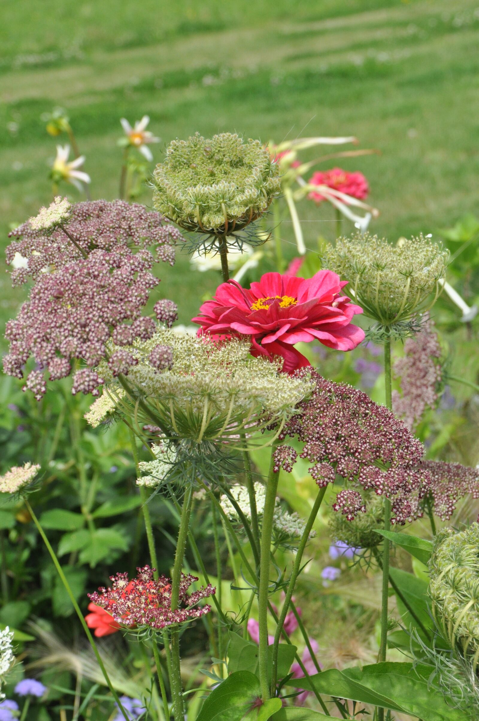 Nikon D5000 sample photo. Wild carrot, flower, flora photography