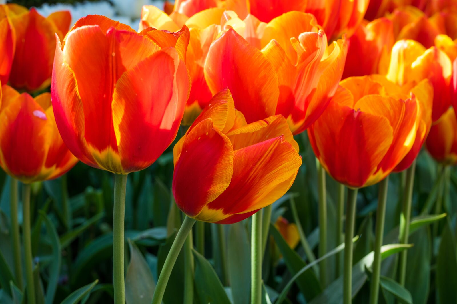 Nikon Nikkor Z 50mm F1.8 S sample photo. Flower, tulip, tulips photography