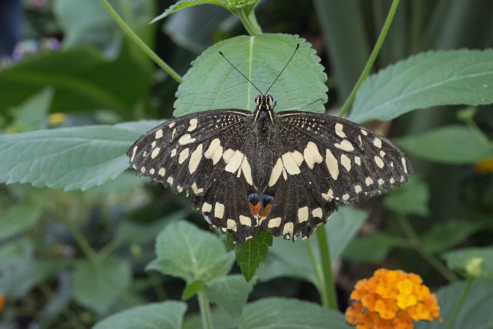Nikon D800 sample photo. Butterfly, nature, summer photography