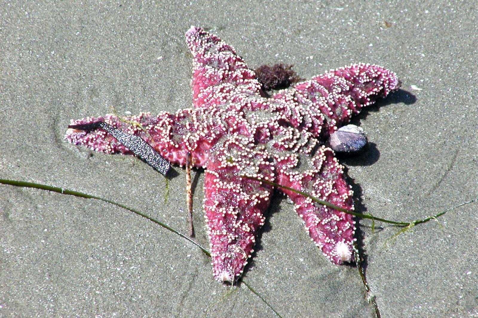 Olympus C2100UZ sample photo. Sea star, beach, animal photography