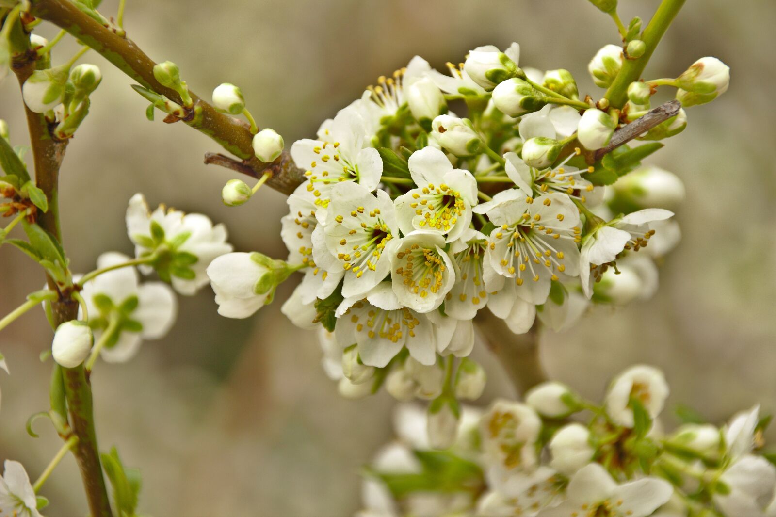 Canon EOS 600D (Rebel EOS T3i / EOS Kiss X5) sample photo. Cherry, spring, flowers photography
