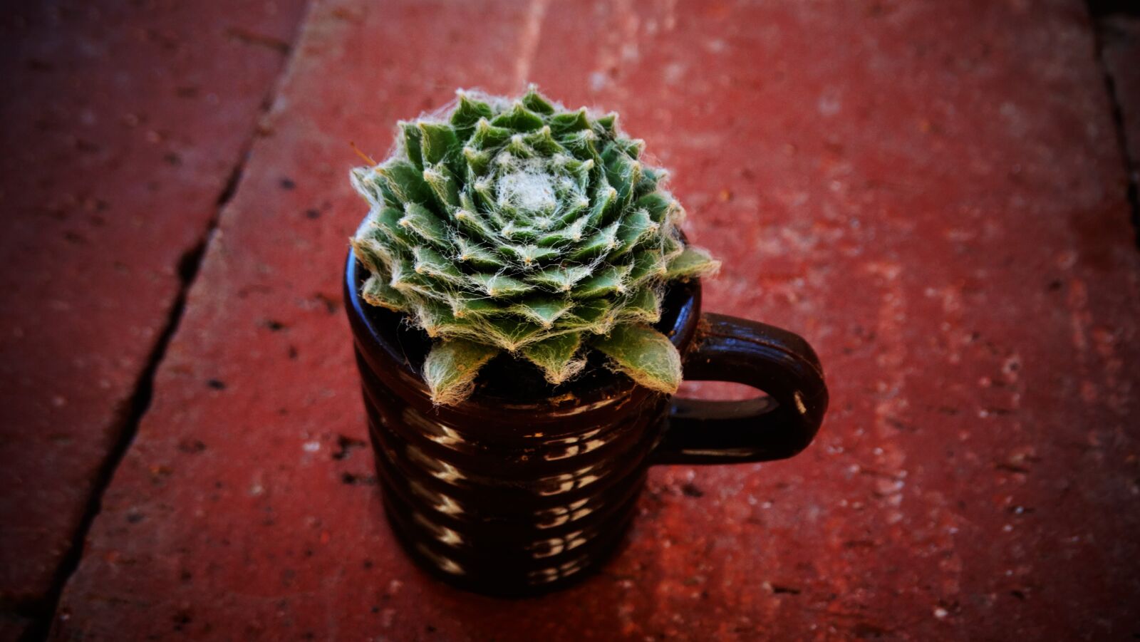Sony Cyber-shot DSC-HX300 sample photo. Succulent, houseleek, plant photography