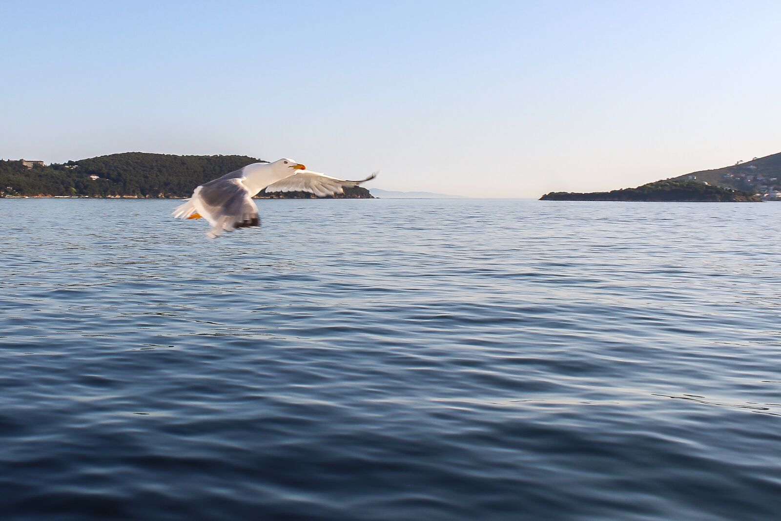 Canon EOS 1200D (EOS Rebel T5 / EOS Kiss X70 / EOS Hi) sample photo. Seagull, sea, nature photography