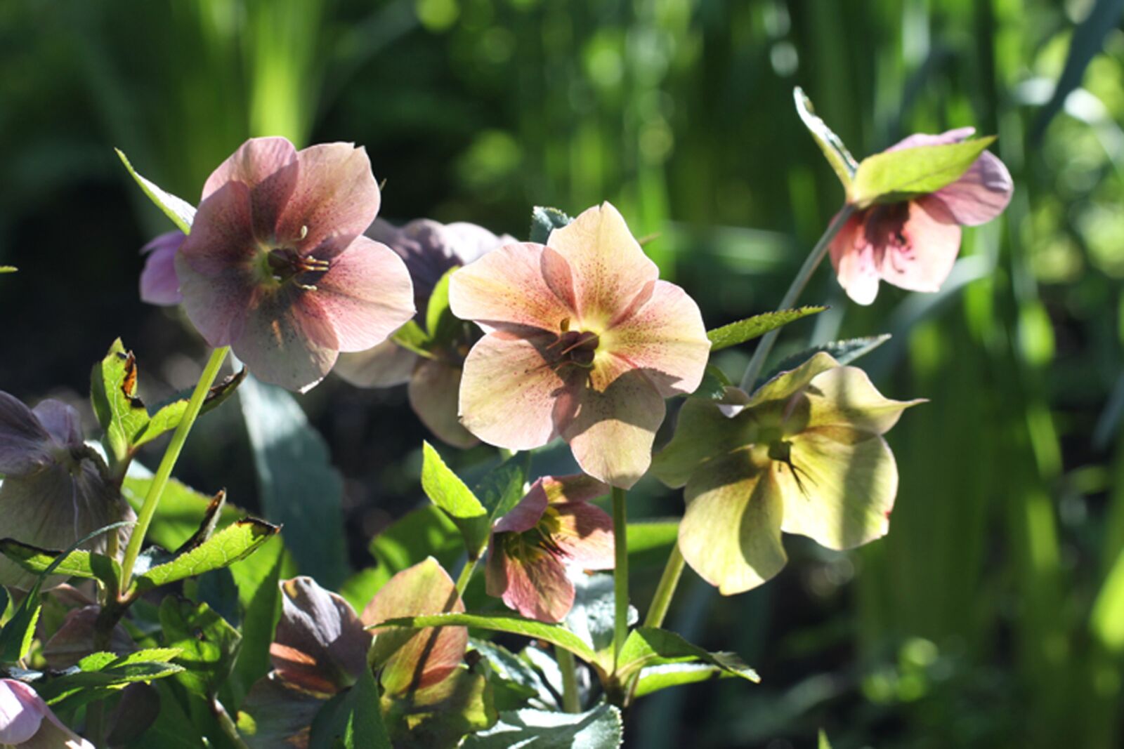 Canon EOS 50D sample photo. Helleborus, hellebore, flower photography