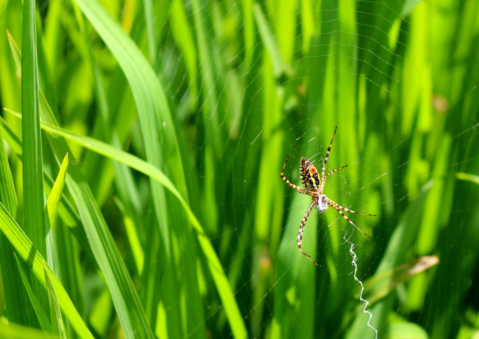 Canon EOS 700D (EOS Rebel T5i / EOS Kiss X7i) sample photo. Spider, natural, green photography