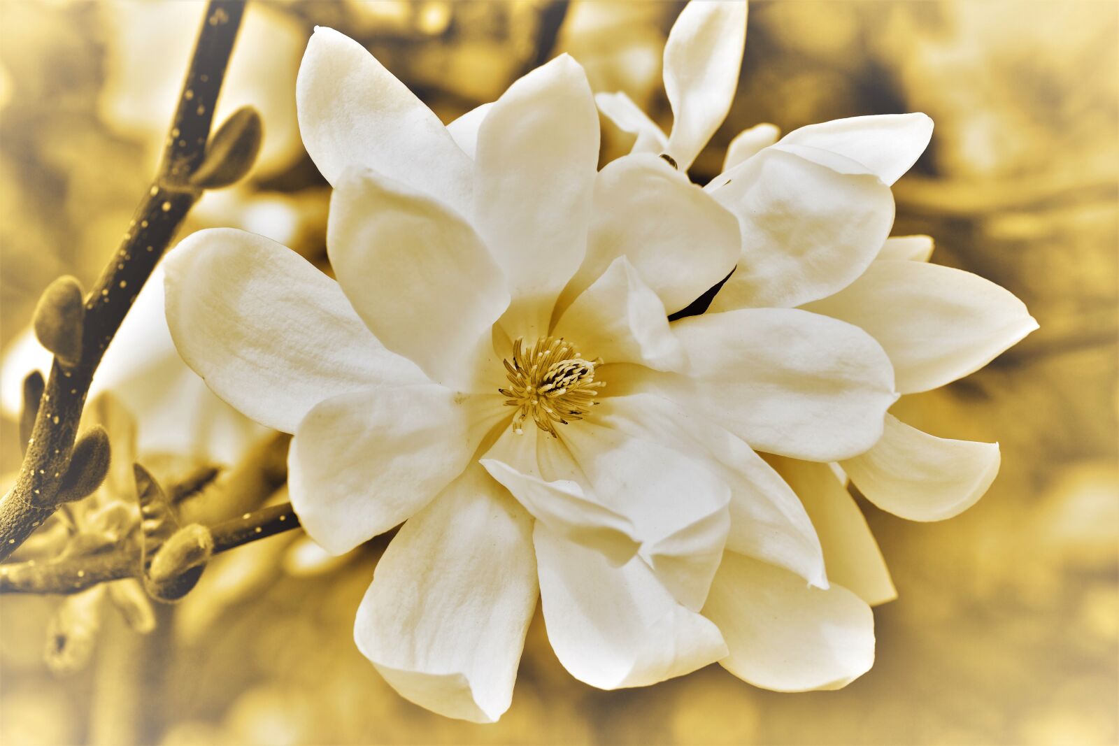 Nikon D7200 sample photo. Magnolia, magnolia tree, flowers photography