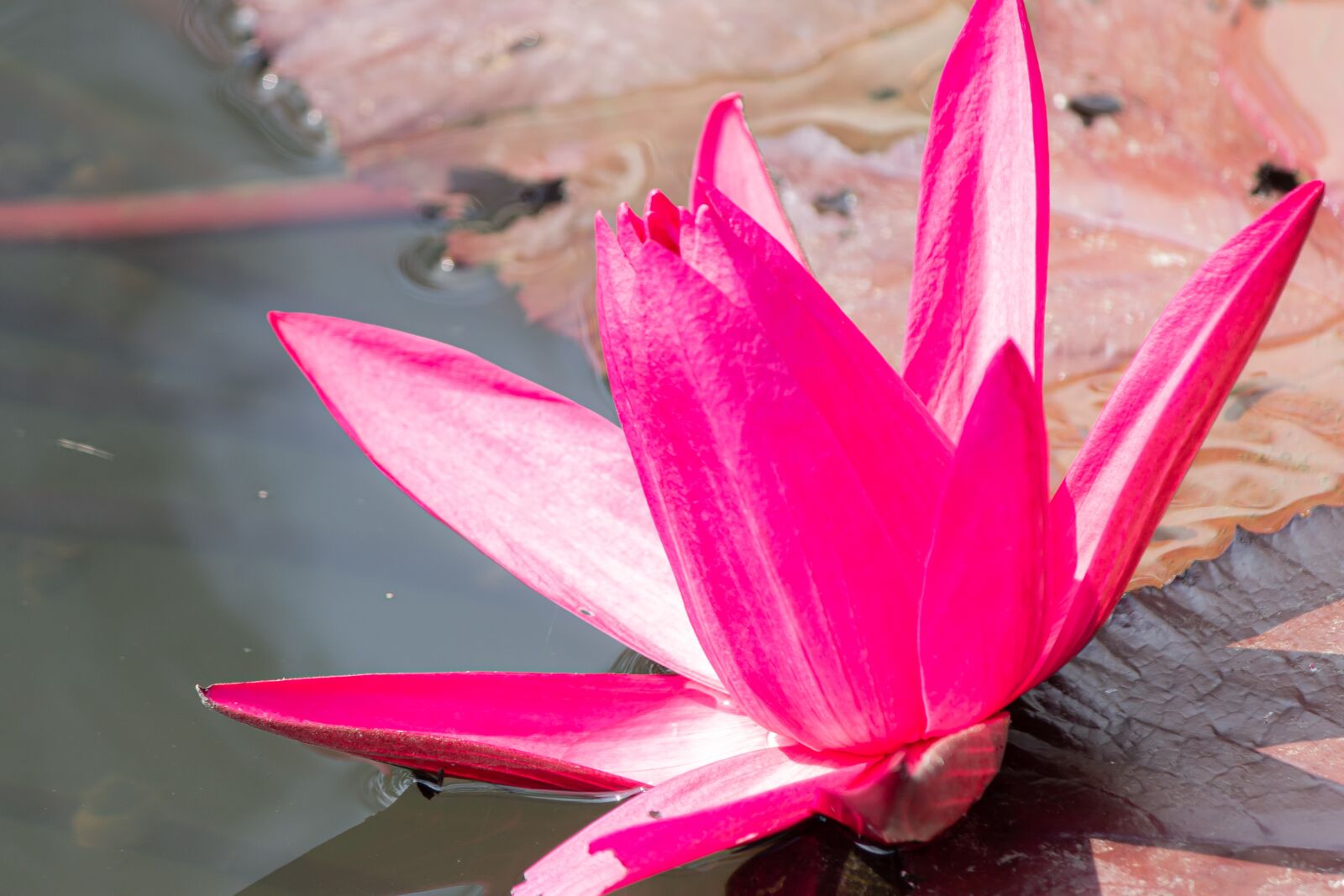 Canon EF-S 55-250mm F4-5.6 IS sample photo. Aquatic, background, beautiful photography