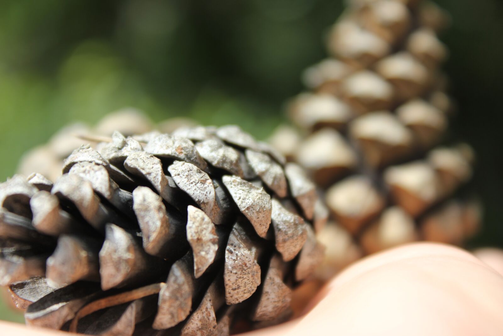 Canon EOS 550D (EOS Rebel T2i / EOS Kiss X4) sample photo. Cones, forest, nature photography