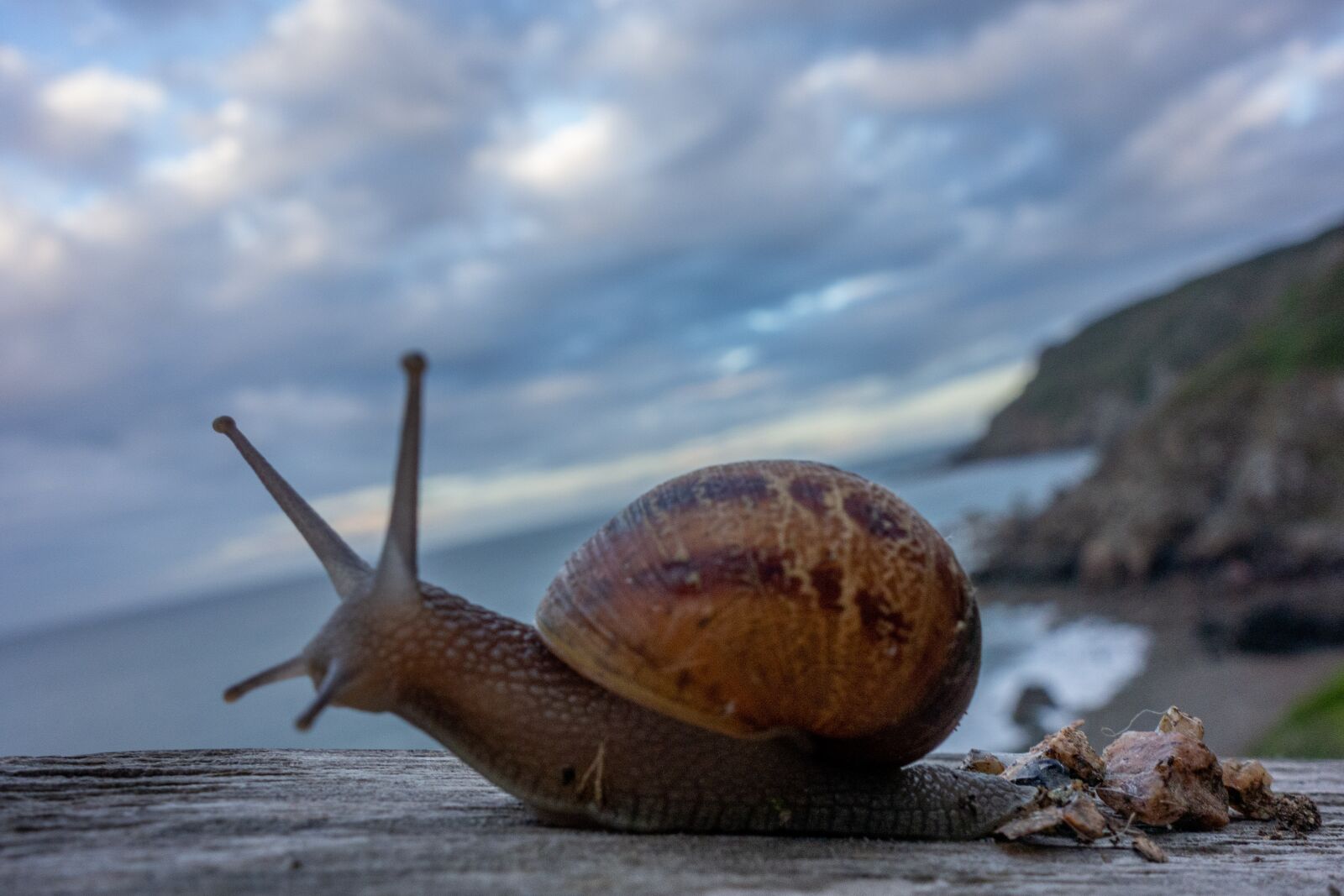 Sony Cyber-shot DSC-RX100 sample photo. Snail, shell, gastropode photography