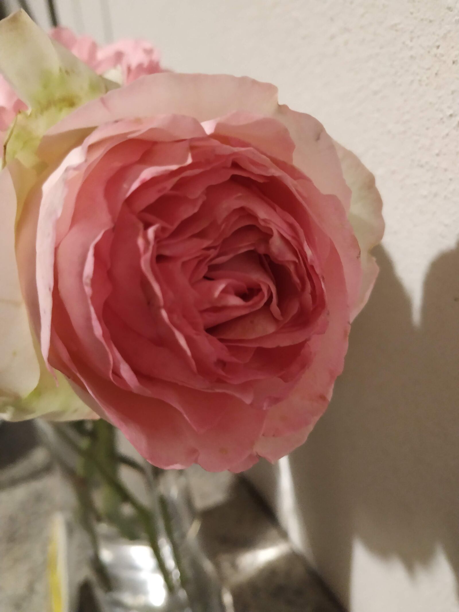 Xiaomi Mi A2 sample photo. Rosa, vase, flowers photography