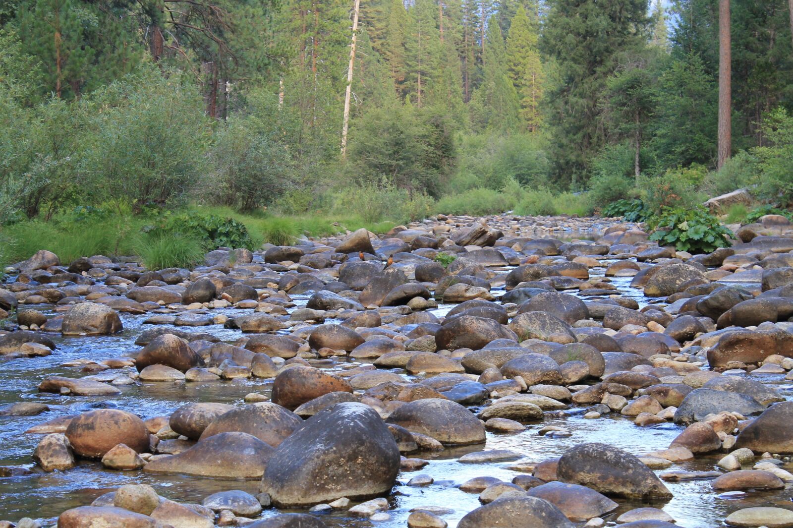 Canon EOS 1100D (EOS Rebel T3 / EOS Kiss X50) sample photo. Stream, rocks, forest photography