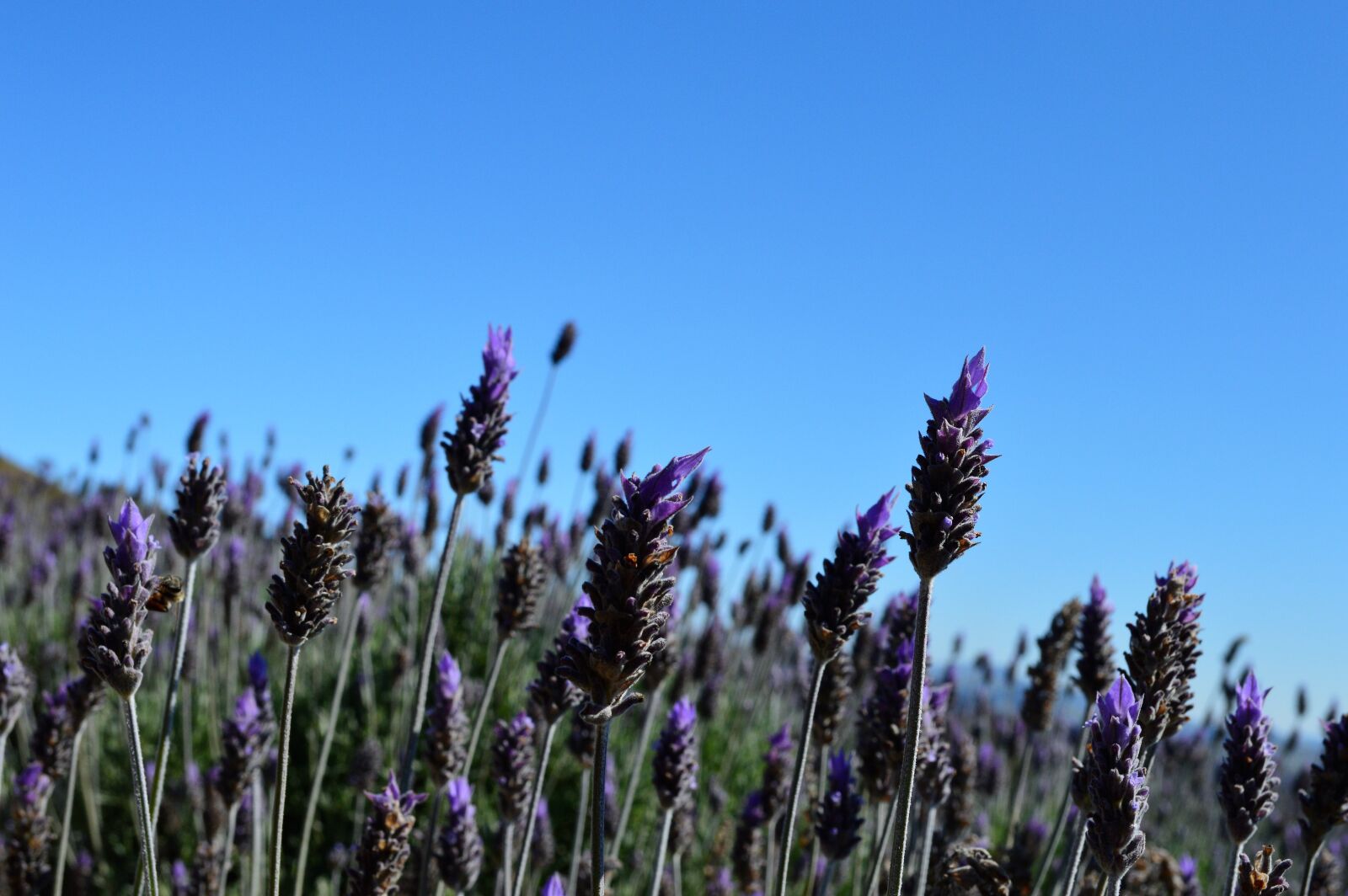 Nikon D3200 sample photo. Lavender, flower lavender, planting photography