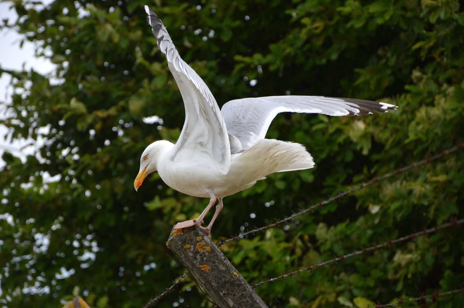 Nikon D3200 sample photo. Animals, bird, seagull photography