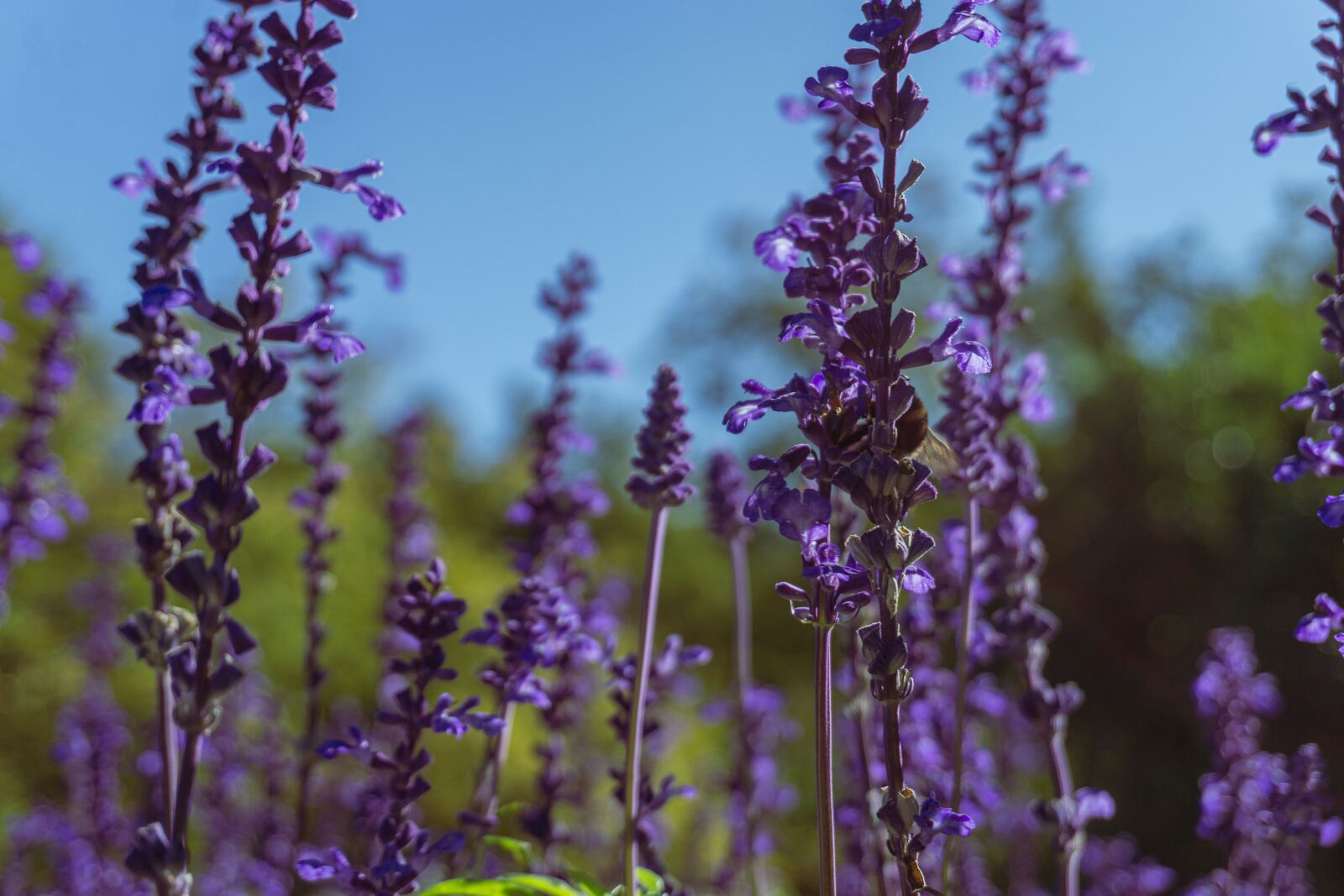 Sony a5100 + Sony E 16-50mm F3.5-5.6 PZ OSS sample photo. Lavender, bloom, purple flower photography