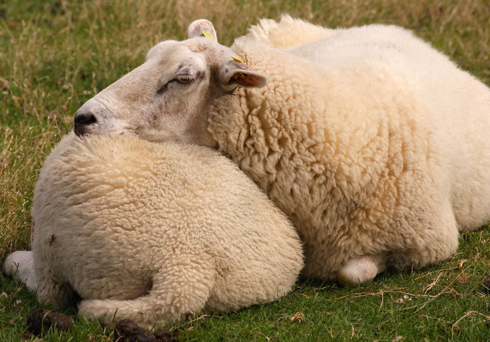 Sony Alpha DSLR-A350 sample photo. Sheep, animal, wool photography