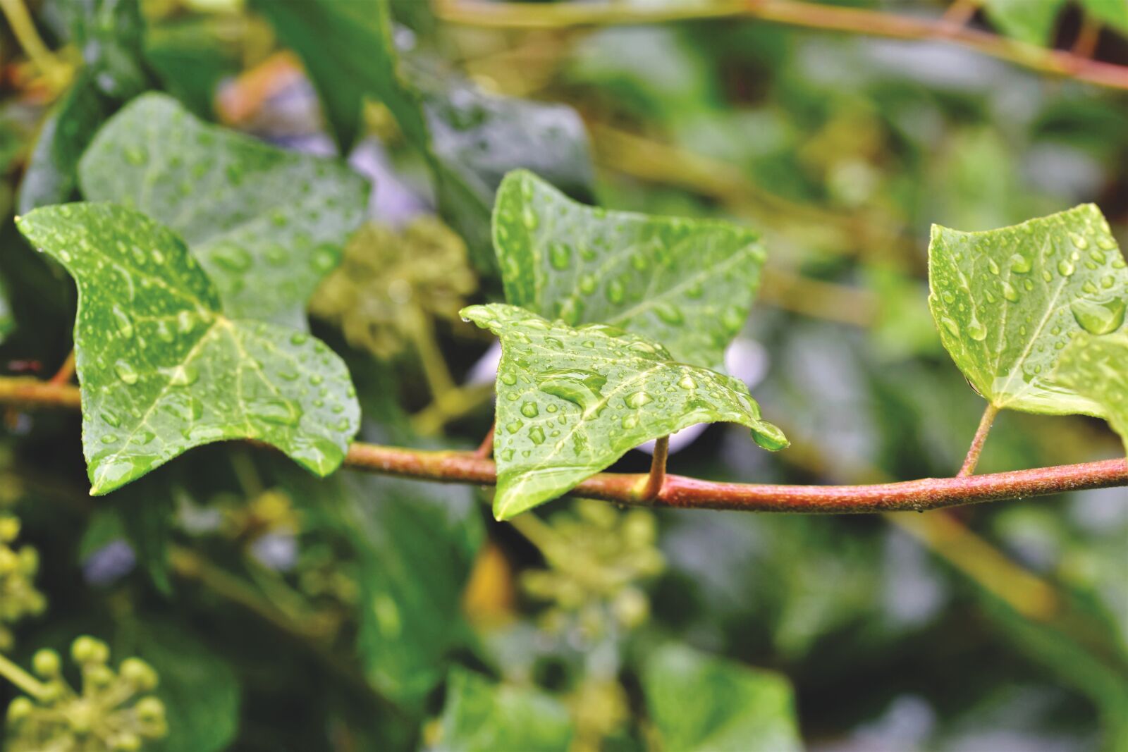 Nikon D7200 sample photo. Ivy, climber plant, entwine photography