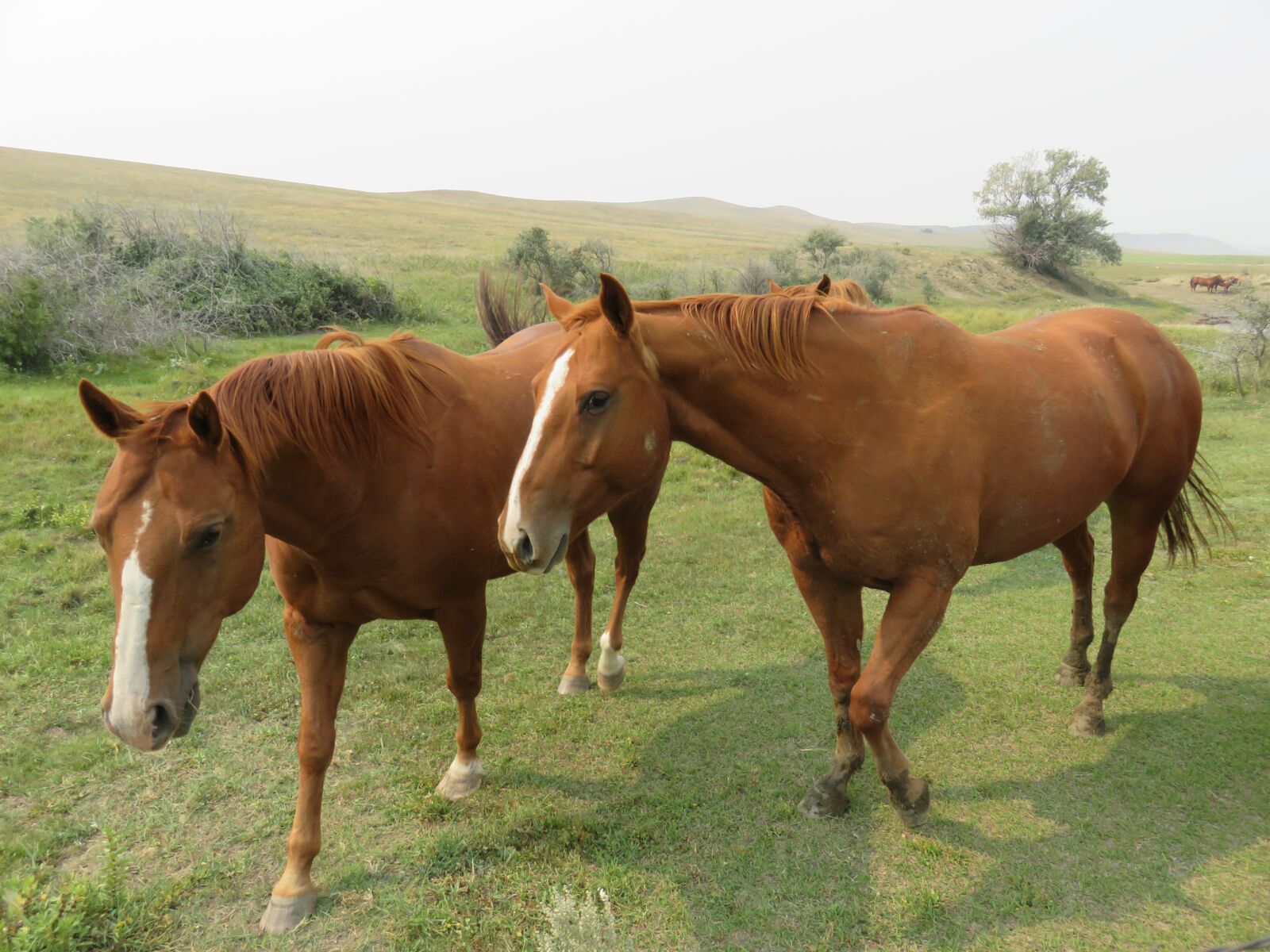 Canon PowerShot SX710 HS sample photo. Horses, animals, meadow photography