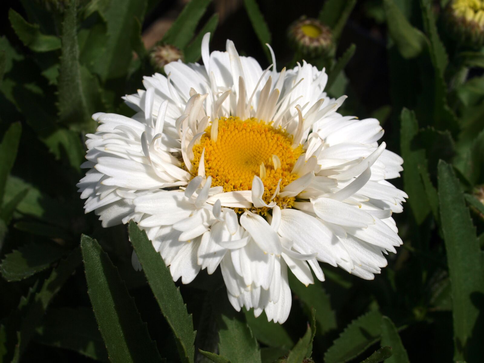 Olympus E-520 (EVOLT E-520) sample photo. Nature, flora, flower photography