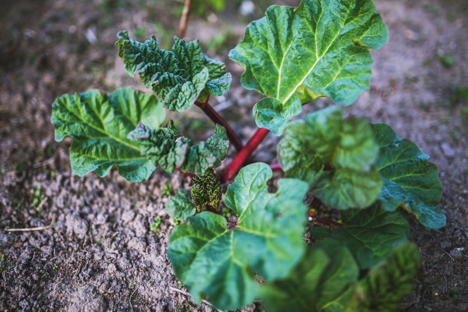 Canon EOS 6D + Sigma 35mm F1.4 DG HSM Art sample photo. Young, rheum photography