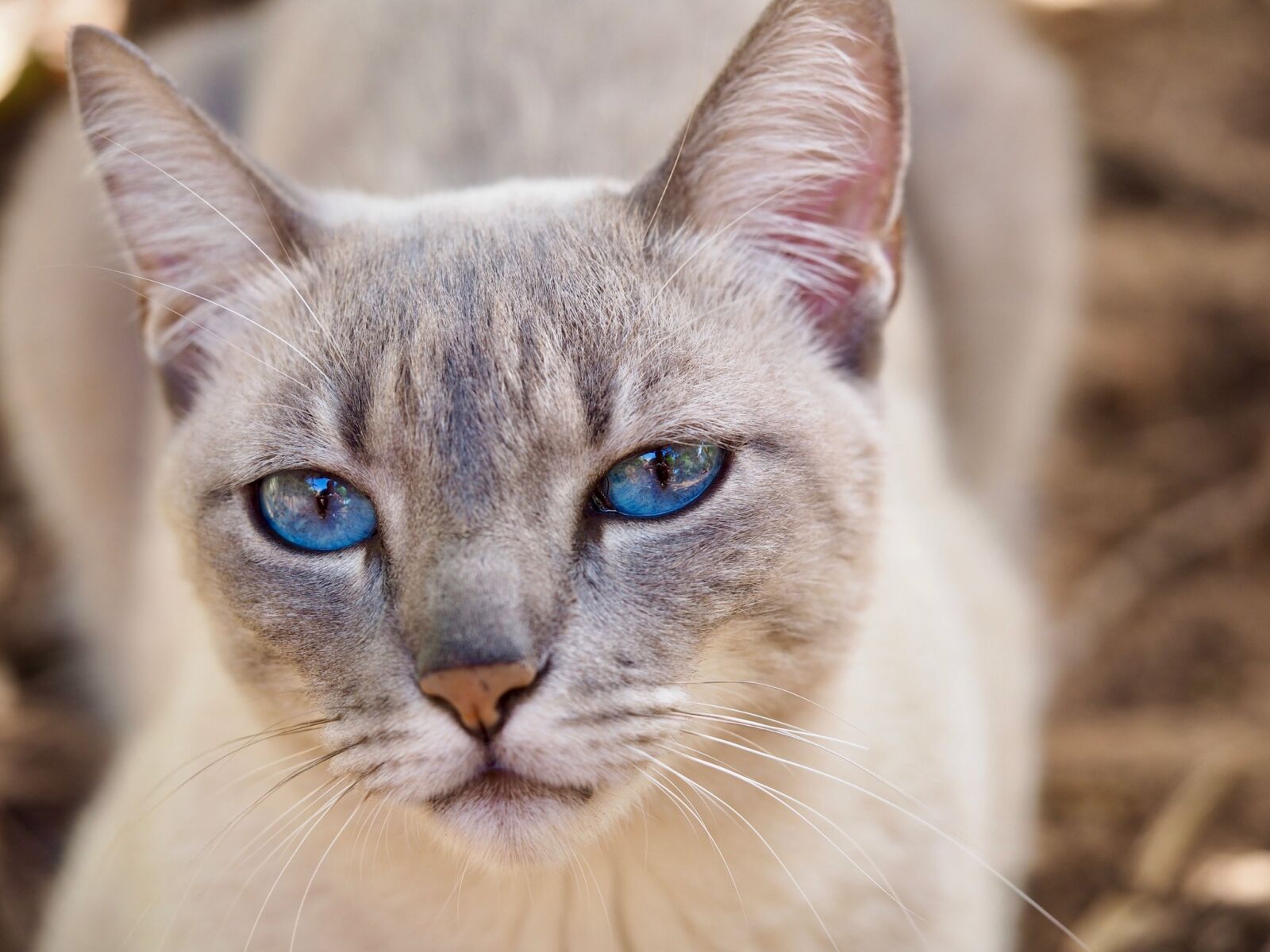 Olympus M.Zuiko Digital ED 60mm F2.8 Macro sample photo. Cat, feline, domestic animals photography