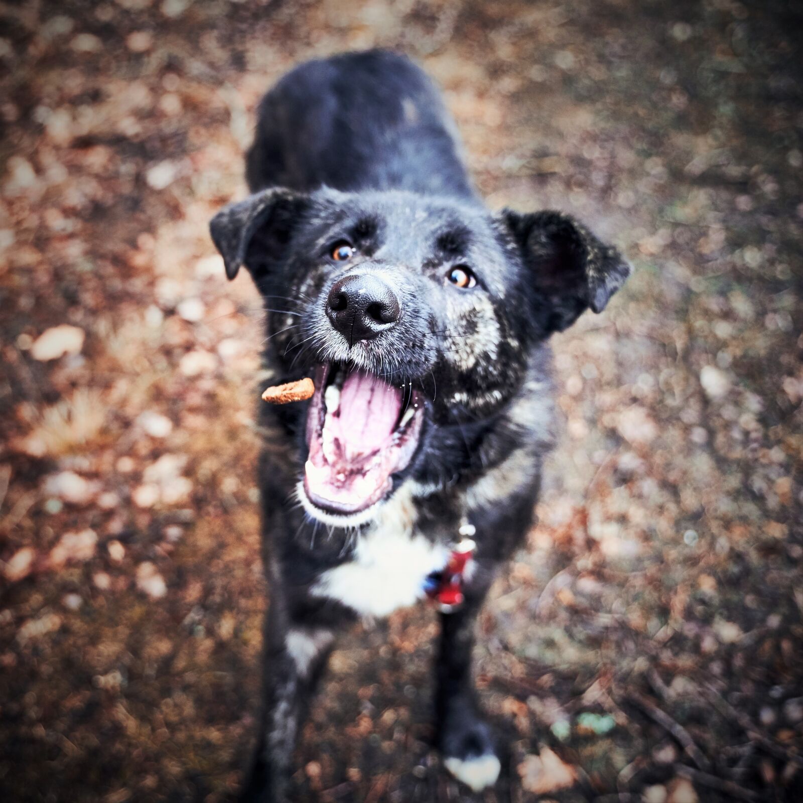 Sony a7 III + Tamron 28-75mm F2.8 Di III RXD sample photo. Dog, treats, food photography