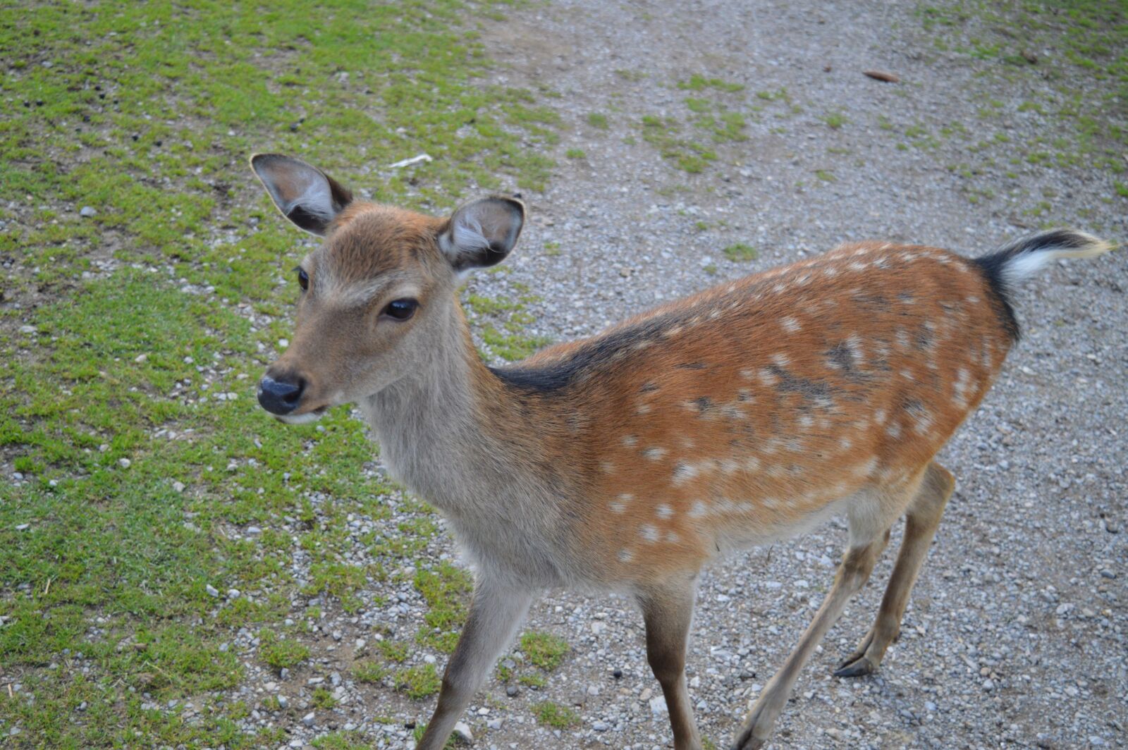Nikon D3200 sample photo. Red deer, hirsch, wild photography