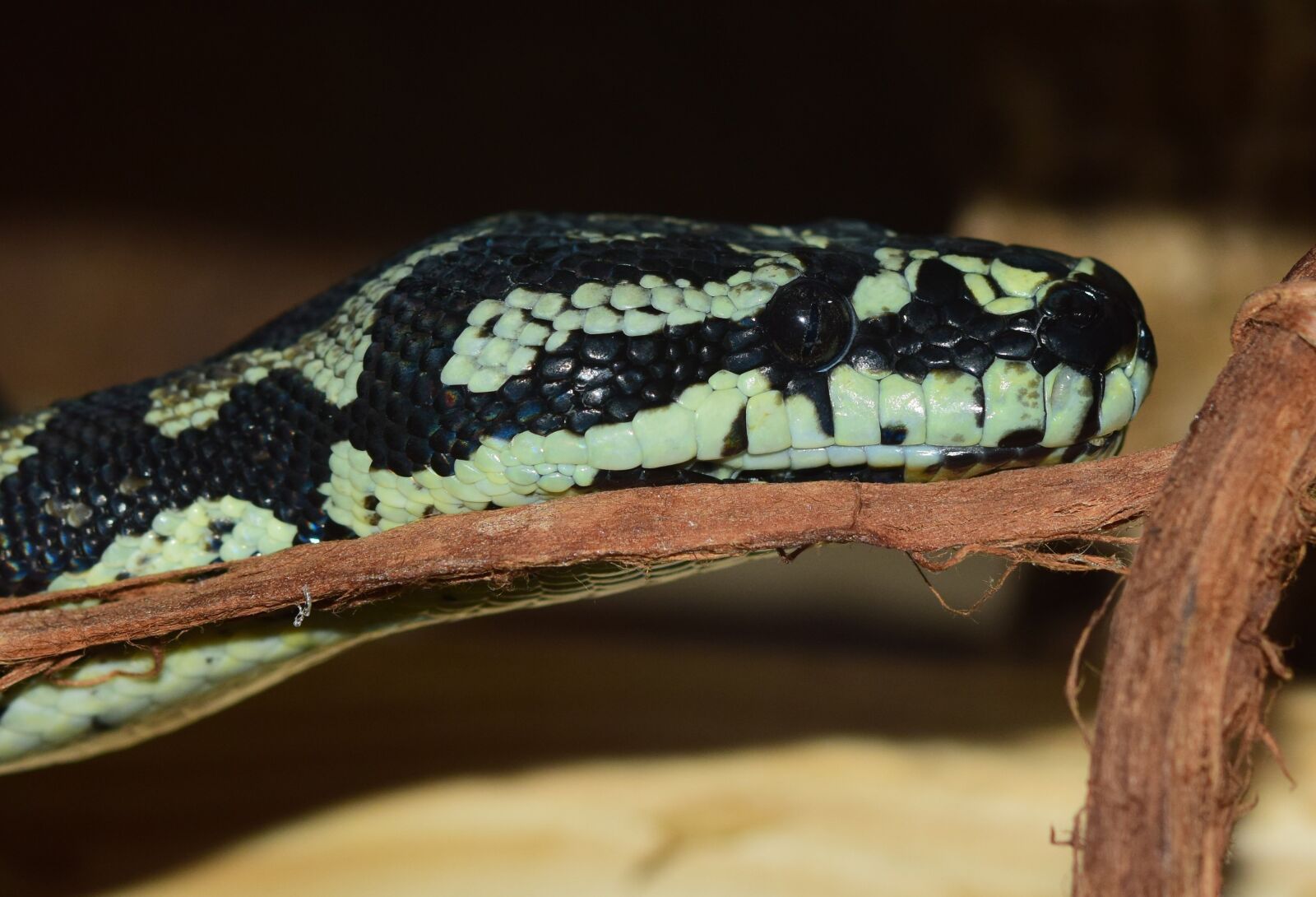 Nikon D5300 sample photo. Snakehead, snake, reptile photography