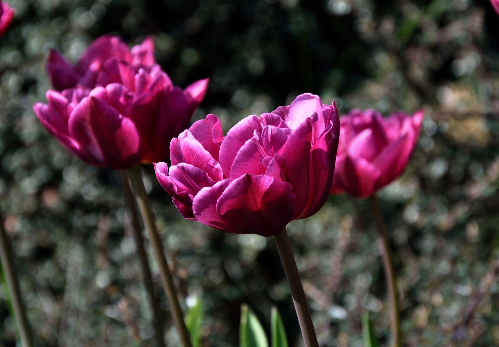 Nikon D3300 sample photo. Tulips, violet, outdoor photography