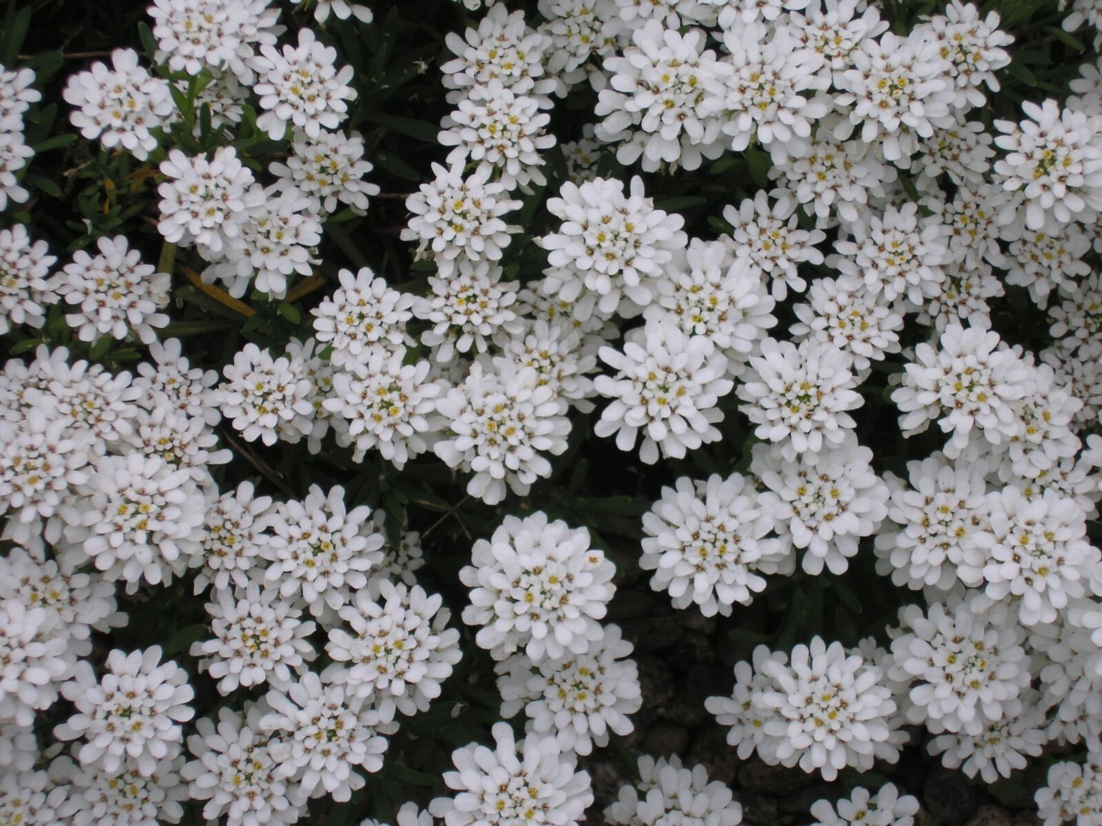 Olympus D555Z,C315Z sample photo. Flowers, garden, nature photography
