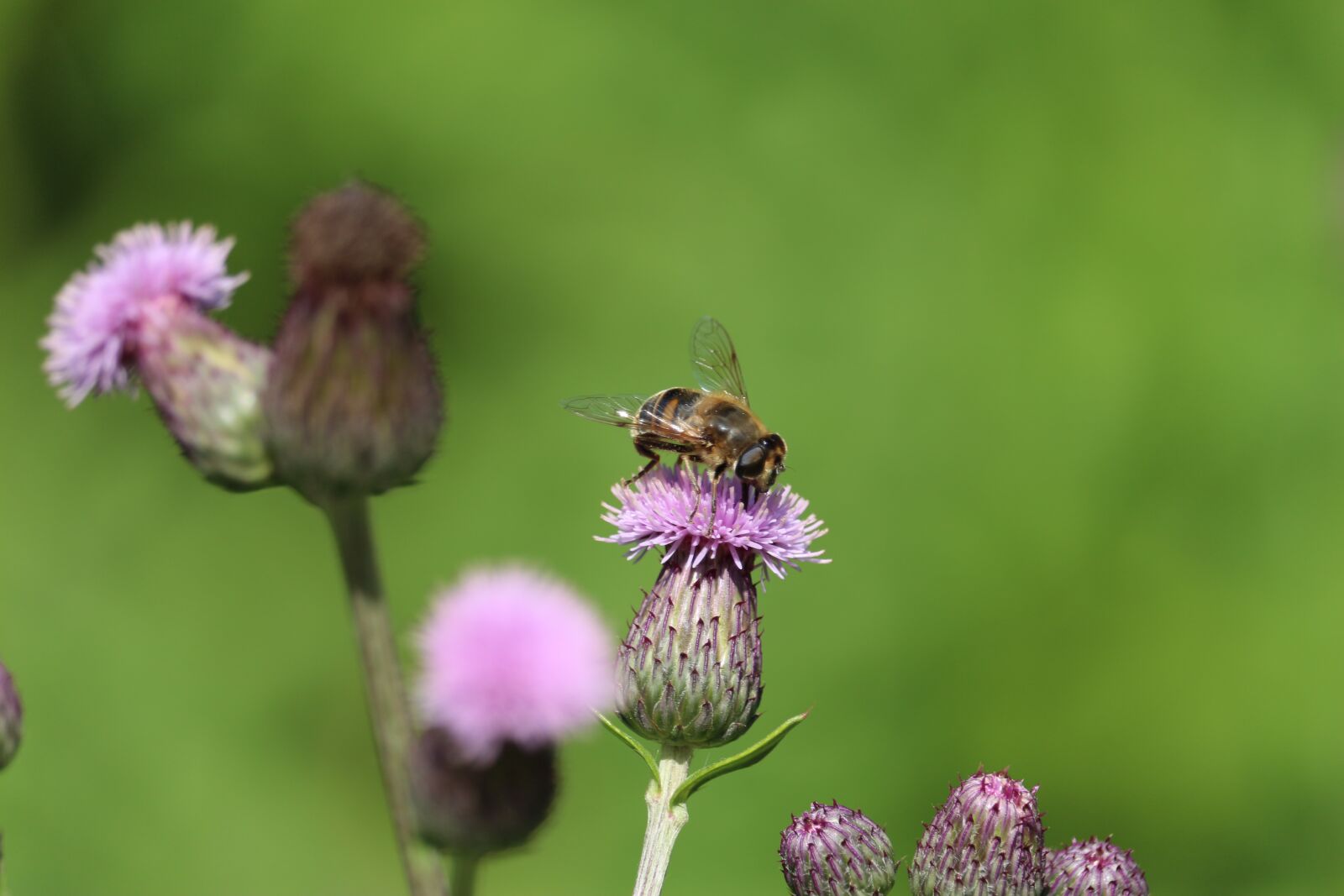 Canon EF-S 55-250mm F4-5.6 IS STM sample photo. Bee, insect, pollen photography