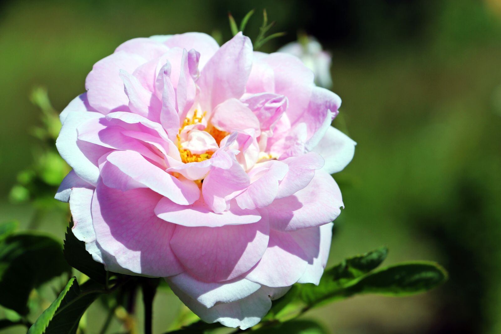 Canon EOS 200D (EOS Rebel SL2 / EOS Kiss X9) sample photo. Rose, queen, colors photography