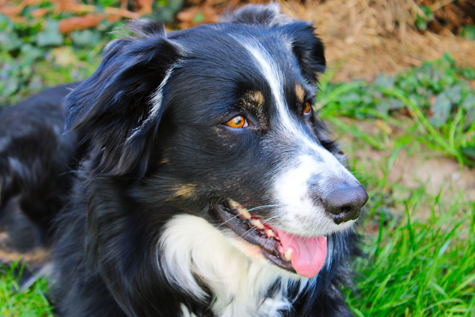 Canon EOS 2000D (EOS Rebel T7 / EOS Kiss X90 / EOS 1500D) sample photo. Dog, border collie, pet photography