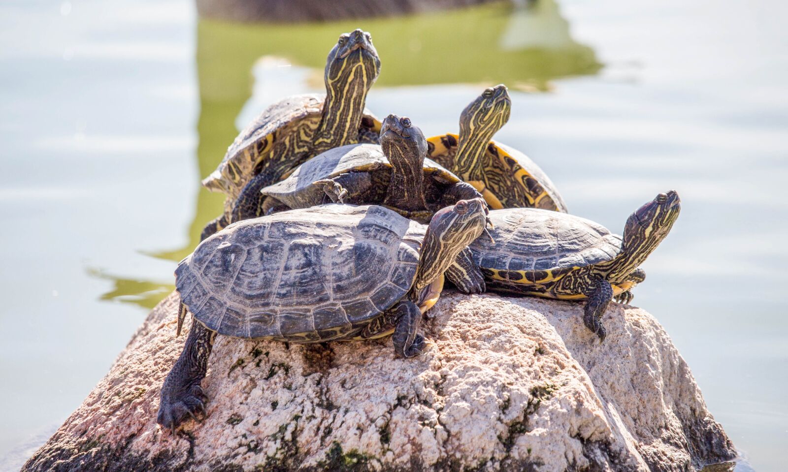 Canon EOS 700D (EOS Rebel T5i / EOS Kiss X7i) sample photo. Turtle, reptile, nature photography