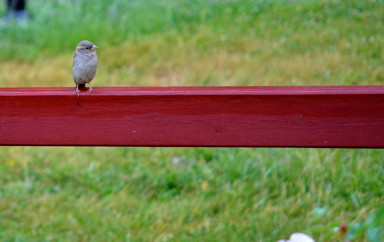 Nikon D7000 sample photo. Bird, animal, wild photography