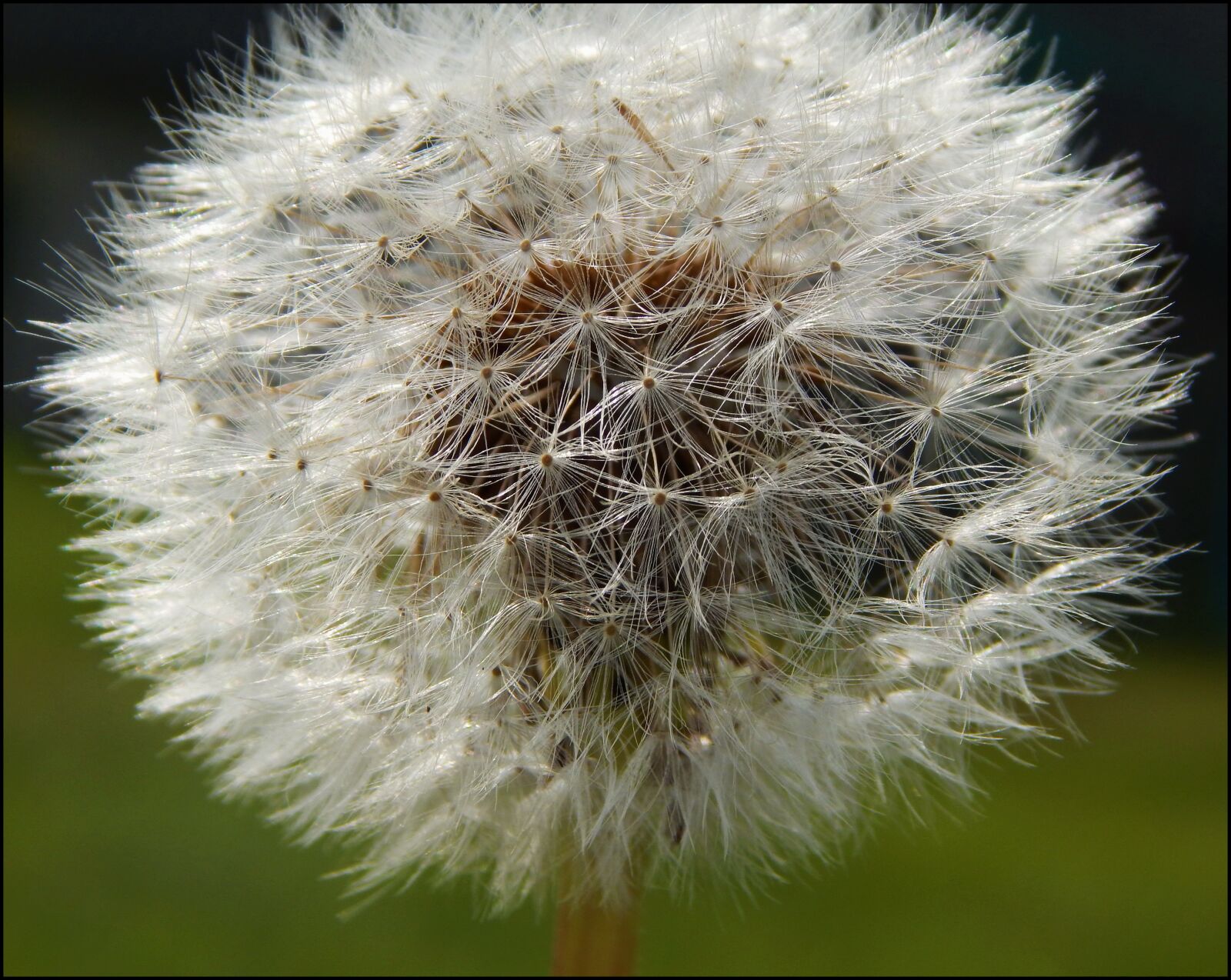 Nikon Coolpix L820 sample photo. Macro, plants, nature photography