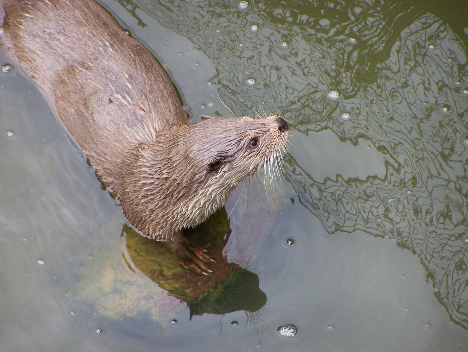 Kodak Z650 ZOOM DIGITAL CAMERA sample photo. Animal, otter photography