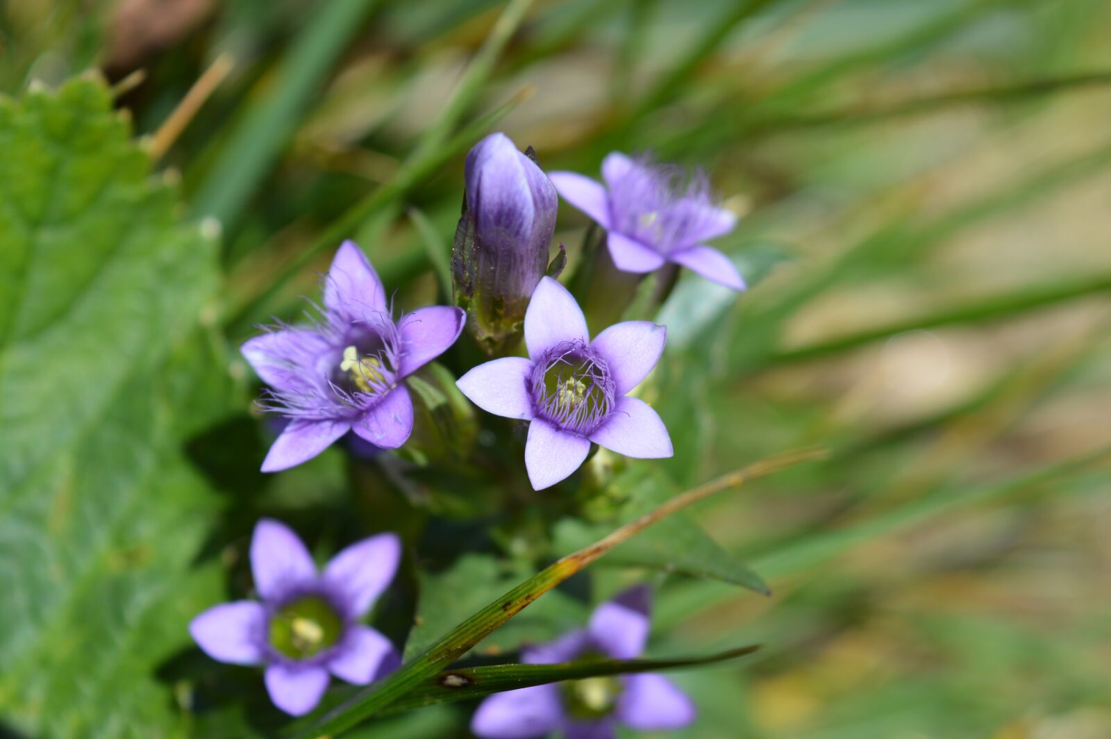Nikon D3200 sample photo. Flowers, violet, nature photography