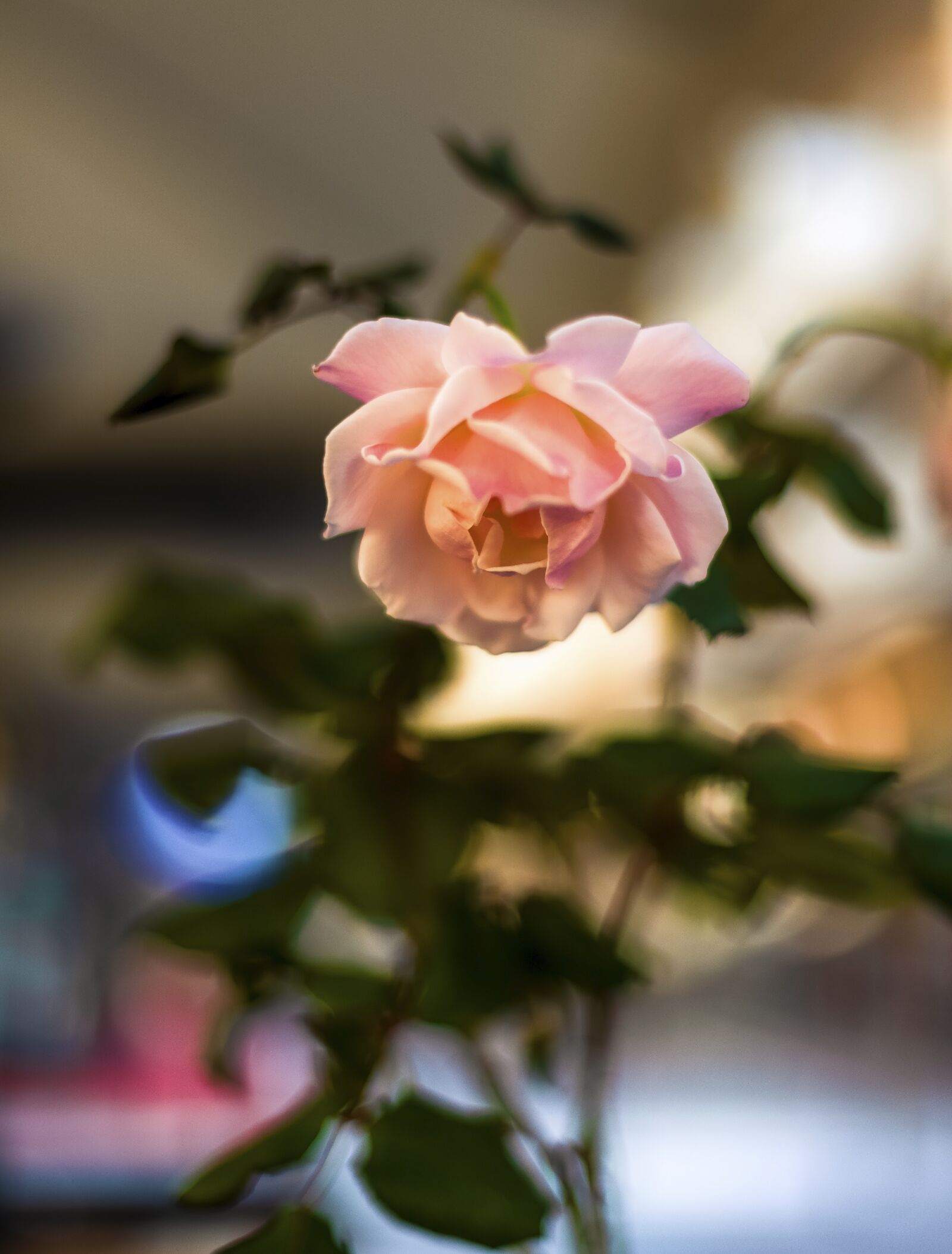Nikon D750 sample photo. Rose, flower, bokeh photography