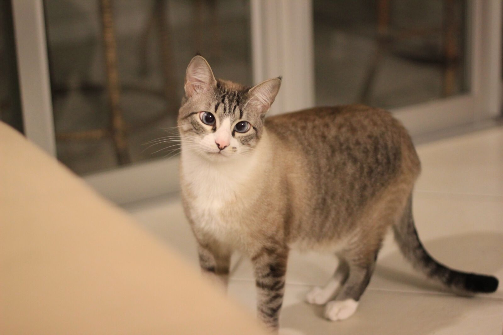 Canon EOS 550D (EOS Rebel T2i / EOS Kiss X4) sample photo. Cats, cat, animal photography