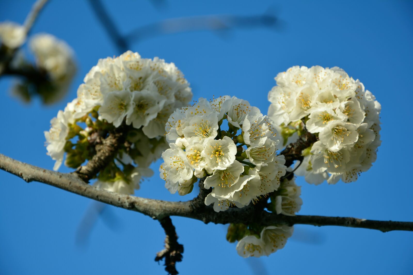 Nikon D7100 sample photo. Cherry, flower, spring photography