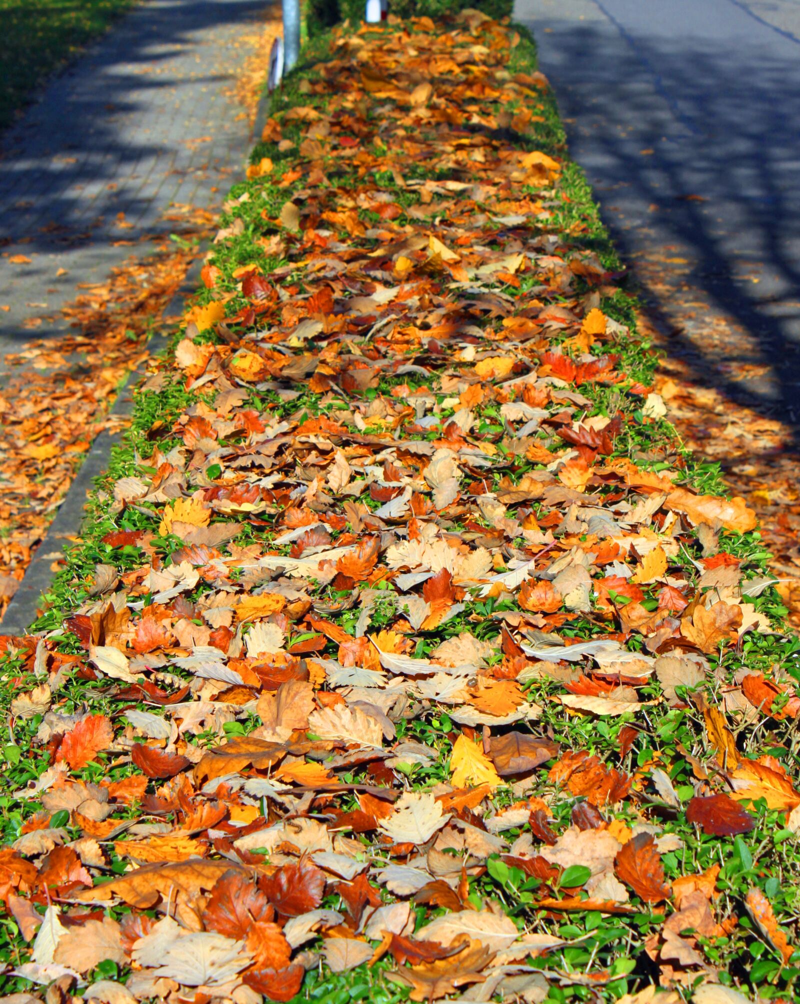 Canon EOS 500D (EOS Rebel T1i / EOS Kiss X3) sample photo. Autumn, leaves, forest photography