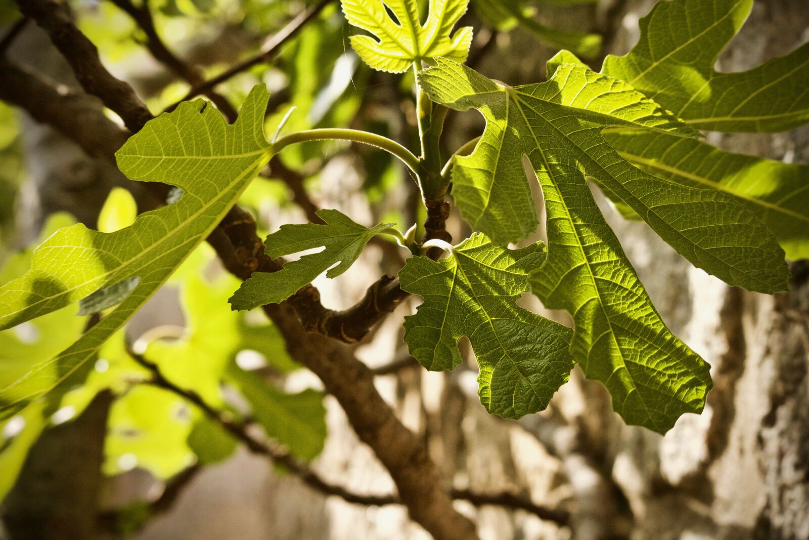 Canon EOS M sample photo. Fig leaf, fig, leaf photography