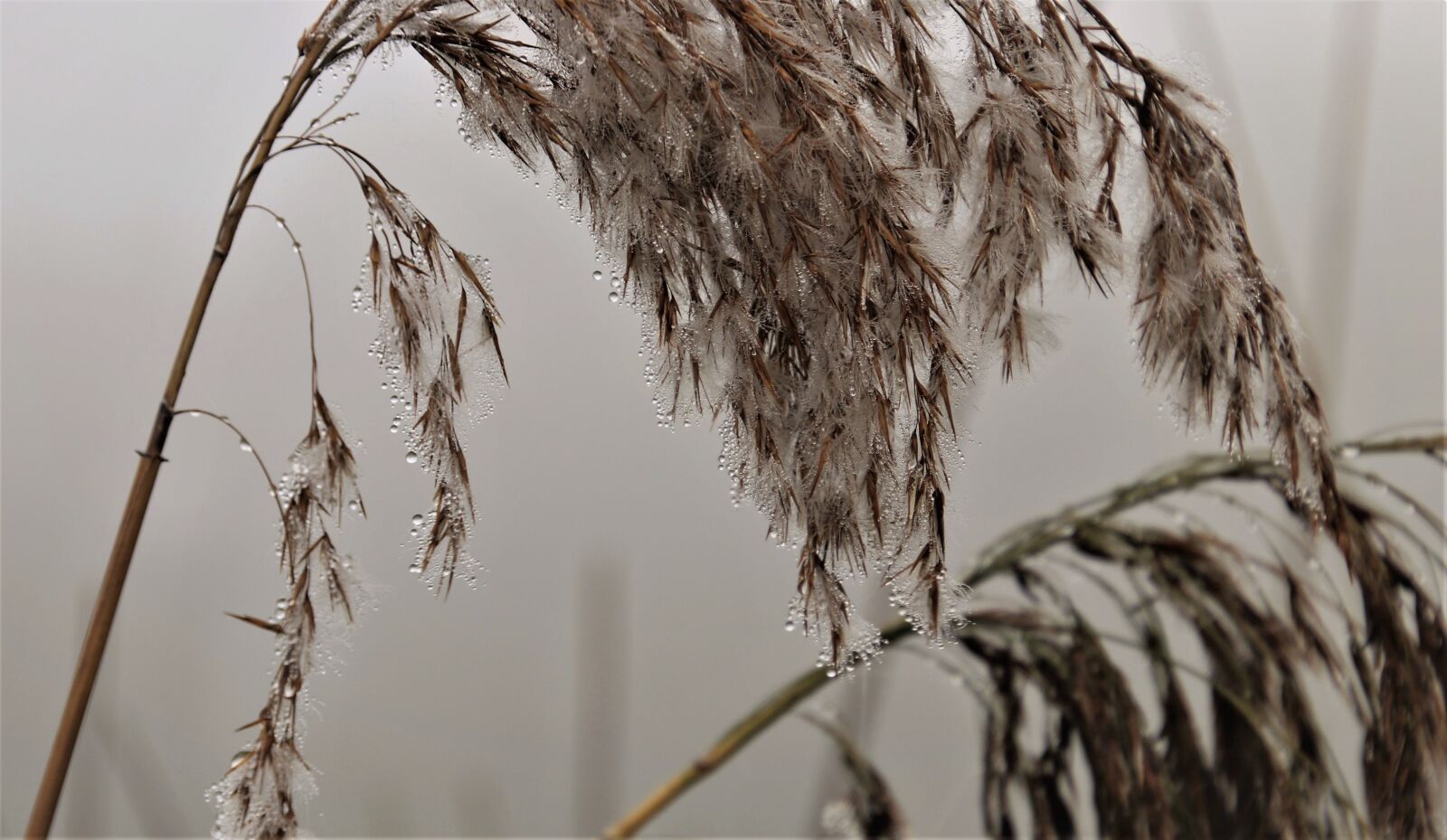 Canon EOS 80D sample photo. Dawn, beaded, the fog photography