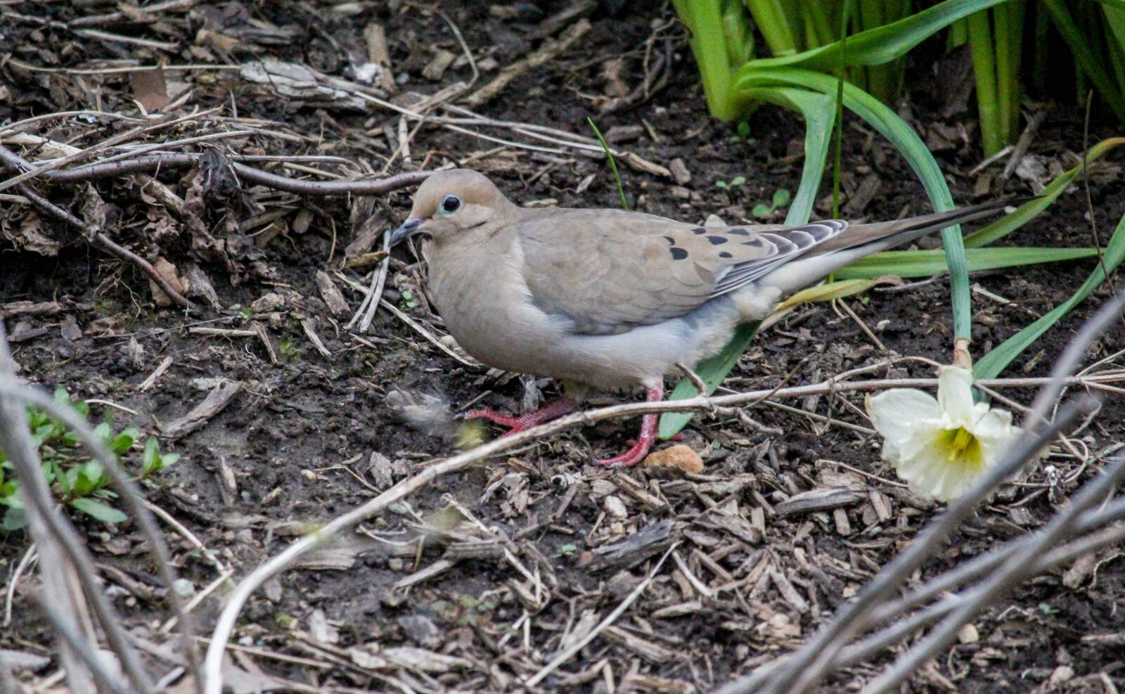 Canon EOS 700D (EOS Rebel T5i / EOS Kiss X7i) sample photo. Nature, outdoors, bird photography
