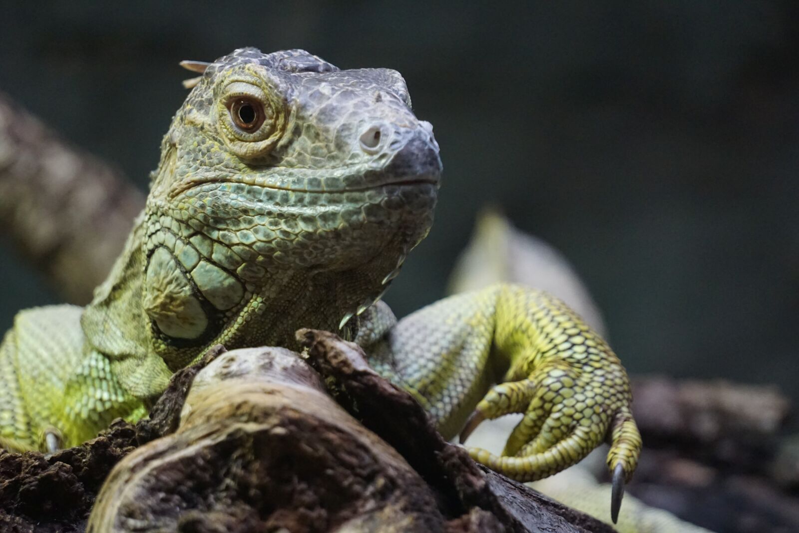 Sony a6000 sample photo. Lizard, bearded dragon, reptile photography