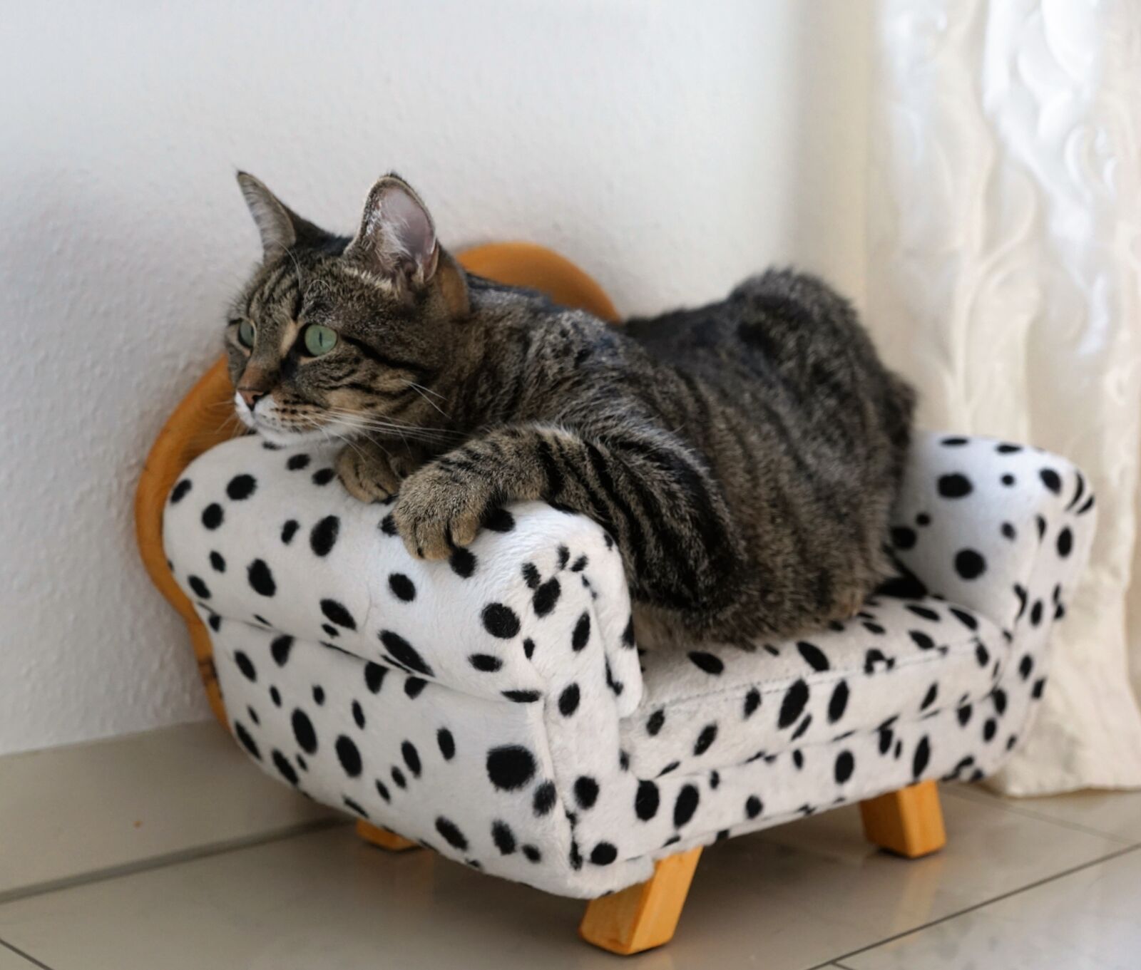 Sony ILCA-77M2 + Sony DT 16-50mm F2.8 SSM sample photo. Cat, tiger, tigerle photography