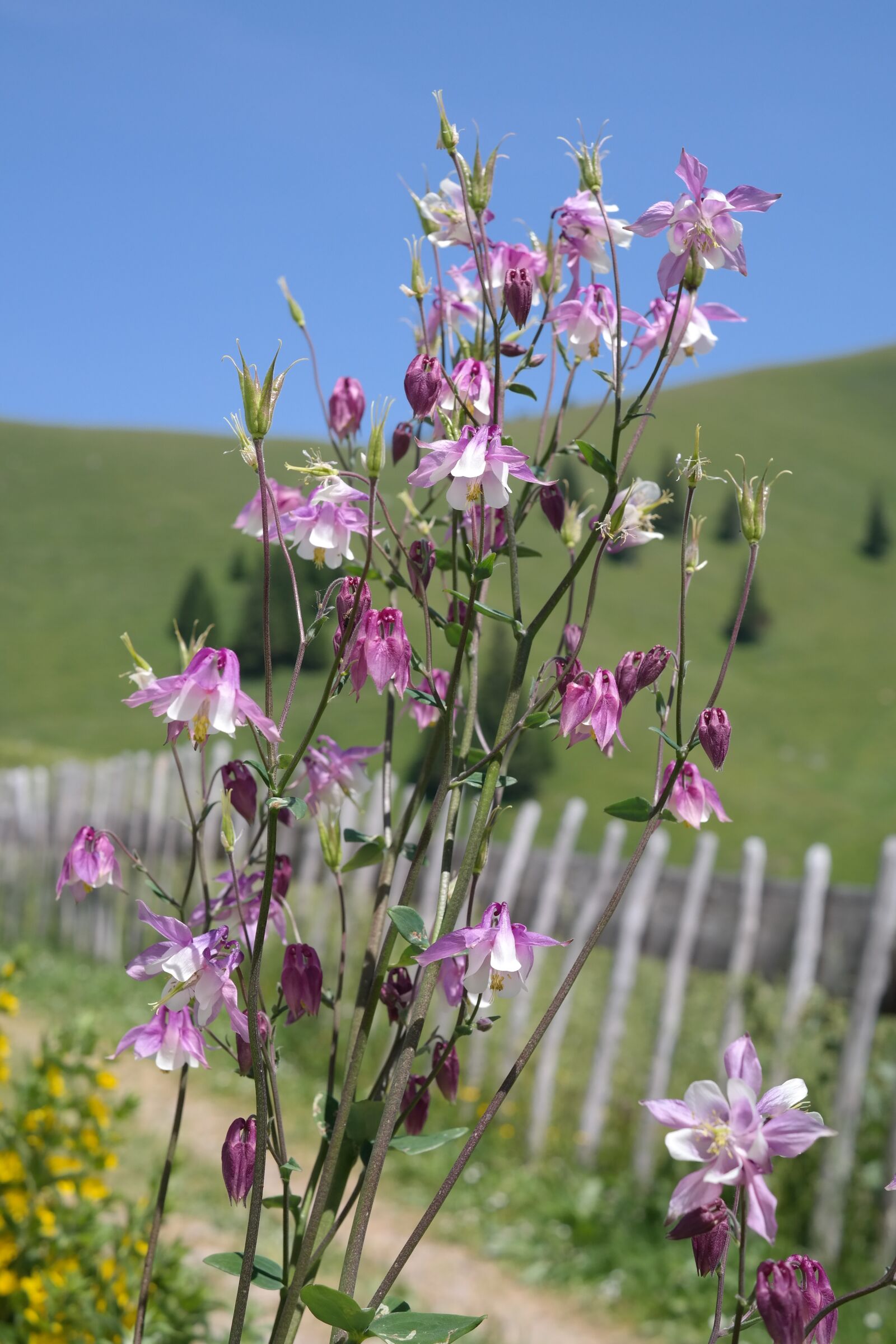 Samsung NX300 sample photo. Columbine, flower, blossom photography
